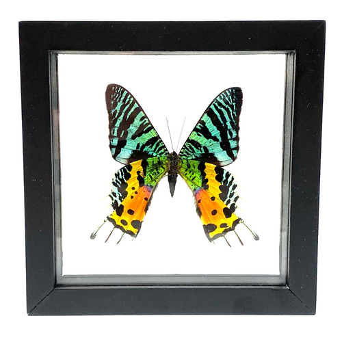 Real Sunset Moth Butterfly Taxidermy Frame with Double Sided Glass - 6"x 6" : ‎C. rhipheus : ‎Uraniidae‎: ‎Chrysiridia : Urania Peru