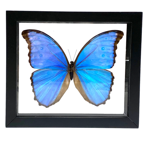 Real Butterfly Blue Morpho Didius Lepidoptera Taxidermy Frame with Double Sided Glass 6.5" x 7.75" Real Butterfly Blue Morpho Didius Lepidoptera Taxidermy Frame with Double Sided Glass 6.5" x 7.75"