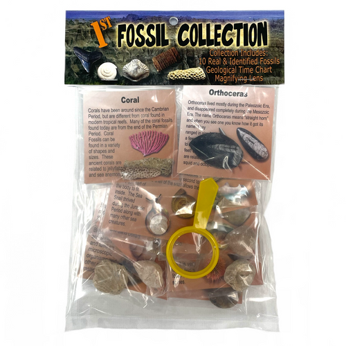 1st Collection Kit - Fossils 1st Collection Kit - Fossils