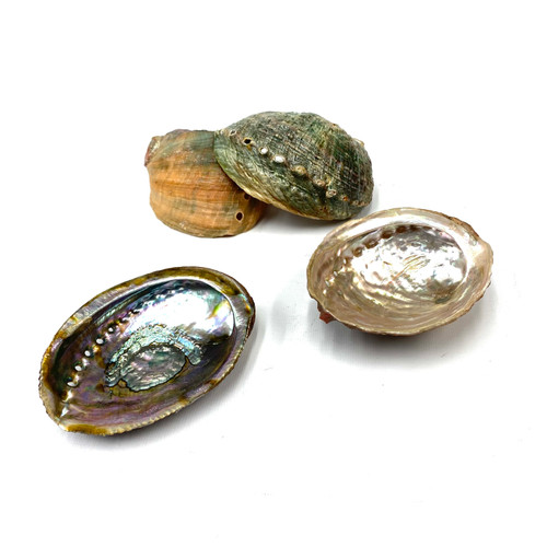 Sacred Abalone Shell 4"-7" 1 Count Sacred Abalone Shell 4"-7" 1 Count