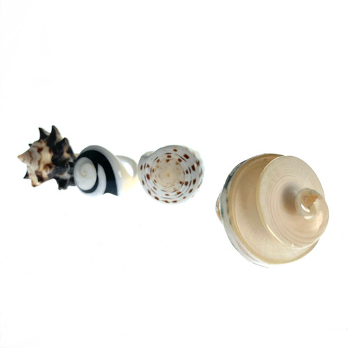 Real Sea Shell Ring 1 Assorted Real Sea Shell Ring 1 Assorted