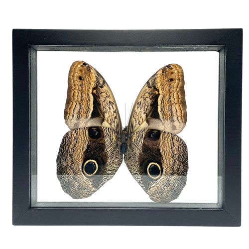 Real Caligo Butterfly Taxidermy Framed with Double Sided Glass Real Caligo Butterfly Taxidermy Framed with Double Sided Glass