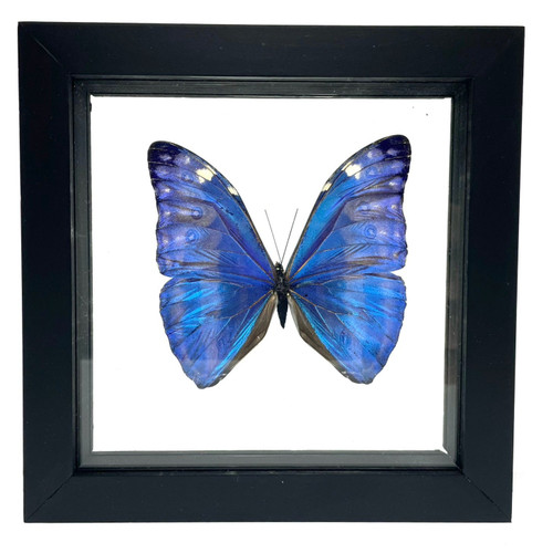 Real Morph Marcus Butterfly Taxidermy Frame with Double Sided Glass