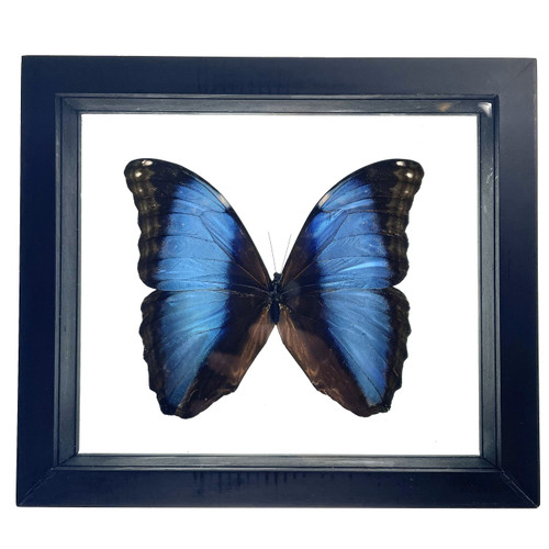 Real Morpho Deidamia Butterfly Taxidermy Framed with Double Sided Glass - 8"x7" Real Morpho Deidamia Butterfly Taxidermy Framed with Double Sided Glass - 8"x7"
