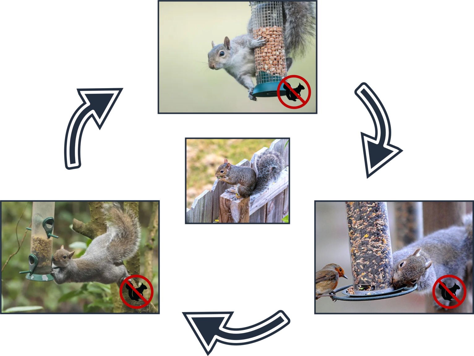 squirrel-signs-s.png