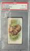 1890 Allen & Ginter Peccary N21 Quadrupeds PSA 4 front of card