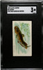 1889 N8 Allen & Ginter Catfish 50 Fish From American Waters SGC 3 front of card