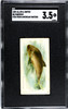 1889 N8 Allen & Ginter Porpoise 50 Fish From American Waters SGC 3.5 front of card