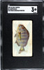 1889 N8 Allen & Ginter Sheepshead 50 Fish From American Waters SGC 3 front of card