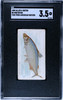 1889 N8 Allen & Ginter Whitefish 50 Fish From American Waters SGC 3.5 front of card