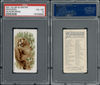1890 N21 Allen & Ginter Raccoon 50 Quadrupeds PSA 4 front and back of card