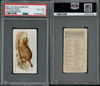1890 N21 Allen & Ginter Prairie Dog 50 Quadrupeds PSA 4 front and back of card