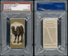 1890 N216 Kinney Bros. Bactrian Camel Animals PSA 3 front and back of card
