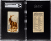 1890 N21 Allen & Ginter Ibex 50 Quadrupeds SGC 5 front and back of card