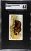 1890 N21 Allen & Ginter Musk Ox 50 Quadrupeds SGC 6 front of card