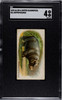 1890 N21 Allen & Ginter Hippopotamus 50 Quadrupeds SGC 4 front of card