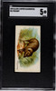 1890 N21 Allen & Ginter Peccary 50 Quadrupeds SGC 5 front of card