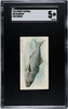 1910 T58 Fish Series Bluefish Sweet Caporal SGC 5 front of card