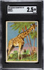 1909 Hassan Cigarettes Giraffe Animals SGC 2.5 front of card