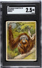 1909 Hassan Cigarettes Orangutan Animals SGC 2.5 front of card