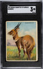 1909 Hassan Cigarettes Bushbuck Animals SGC 3 front of card