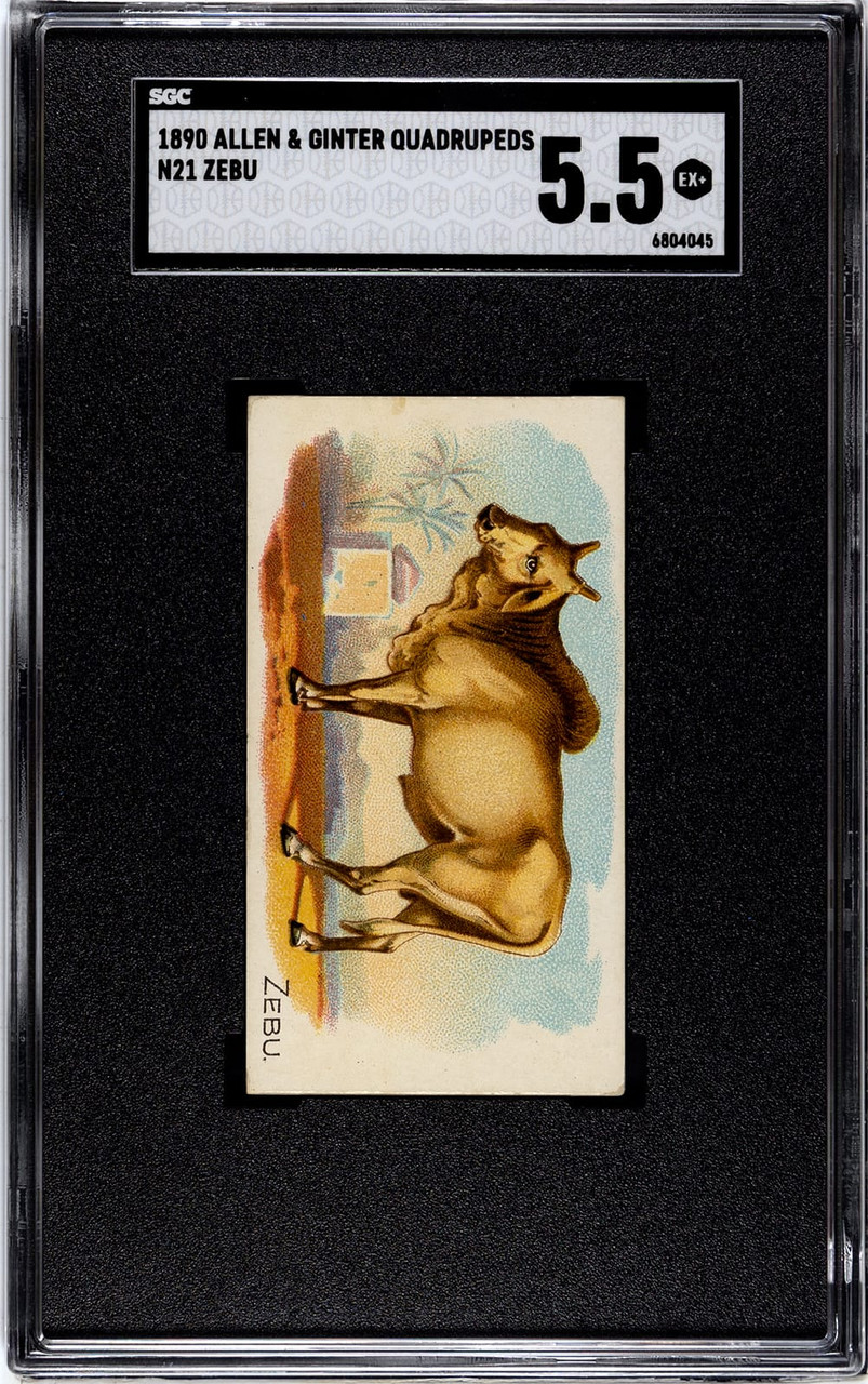 SGC 5.5 1890 N21 Allen & Ginter Zebu