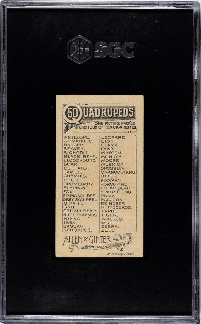 SGC 5.5 1890 N21 Allen & Ginter Zebu