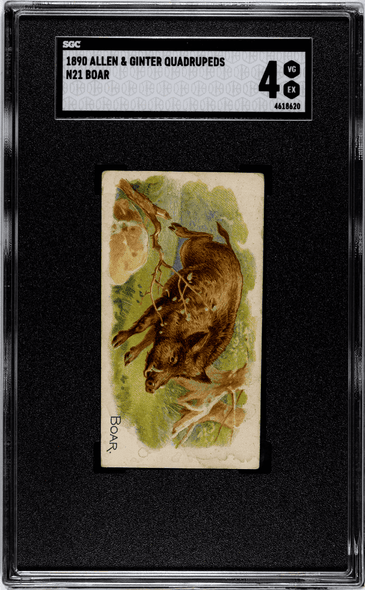 1890 Allen & Ginter Boar N21 Quadrupeds SGC 4 front of card