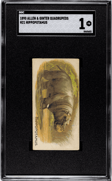 1890 Allen & Ginter Hippopotamus N21 Quadrupeds SGC 1 front of card