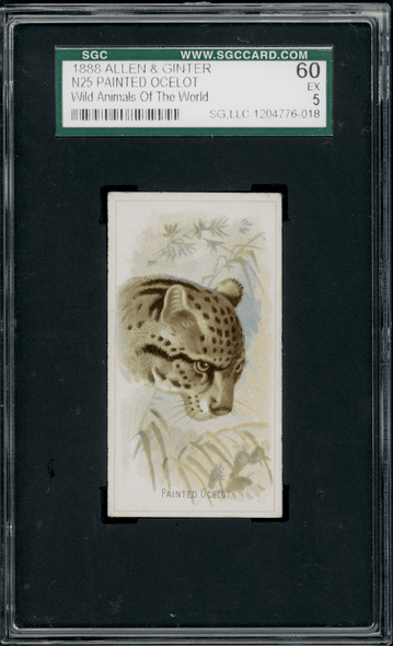 1888 N25 Allen & Ginter Painted Ocelot Wild Animals of the World SGC 5 front of card