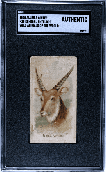 1888 N25 Allen & Ginter Senegal Antelope Wild Animals of the World SGC A front of card