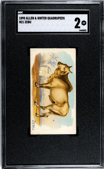 1890 N21 Allen & Ginter Zebu 50 Quadrupeds SGC 2 front of card