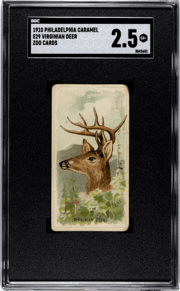 1910 E29 Philadelphia Caramel Virginian Deer Zoo Cards SGC 2.5 front of card