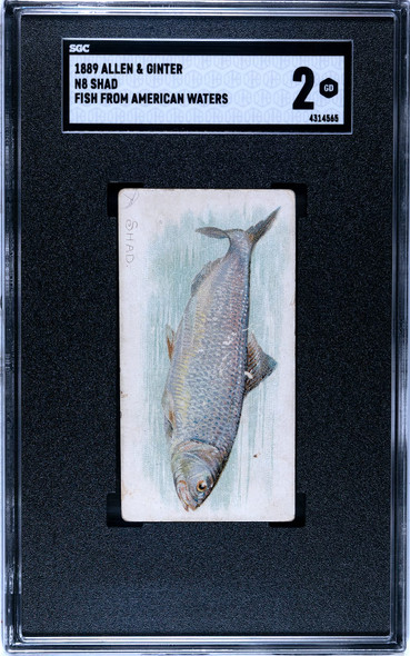 1889 N8 Allen & Ginter Shad 50 Fish From American Waters SGC 2 front of card