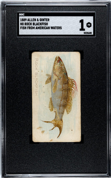 1889 N8 Allen & Ginter Rock Blackfish 50 Fish From American Waters SGC 1 front of card