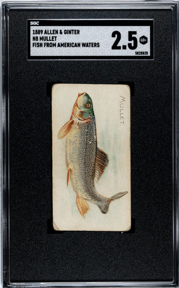 1889 N8 Allen & Ginter Mullet 50 Fish From American Waters SGC 2.5 front of card