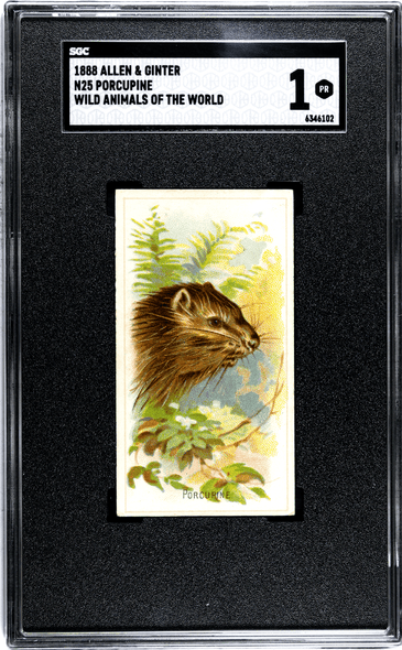 1888 N25 Allen & Ginter Porcupine Wild Animals of the World SGC 1 front of card
