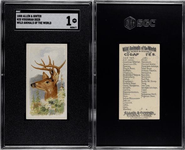 1888 N25 Allen & Ginter Virginian Deer Wild Animals of the World SGC 1 front and back of card