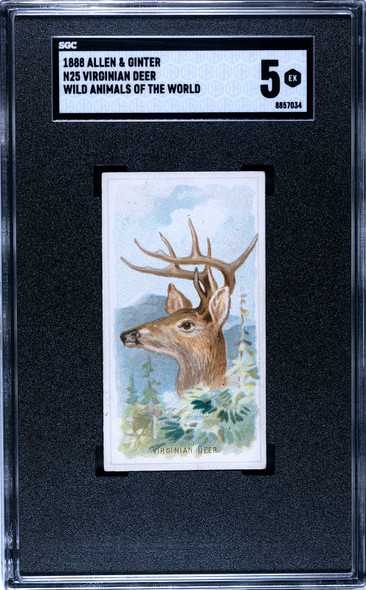 1888 N25 Allen & Ginter Virginian Deer Wild Animals of the World SGC 5 front of card