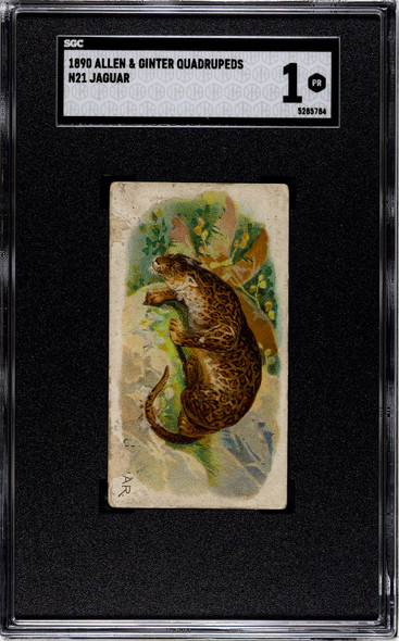 1890 N21 Allen & Ginter Jaguar 50 Quadrupeds SGC 1 front of card