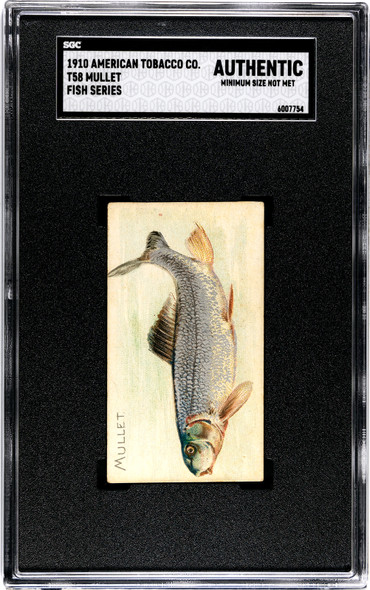 1910 T58 Fish Series Mullet American Tobacco Co. SGC A front of card