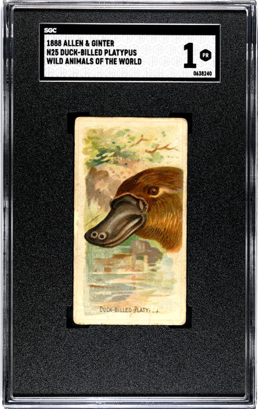 1888 N25 Allen & Ginter Duck-Billed Platypus SGC 1 front of card