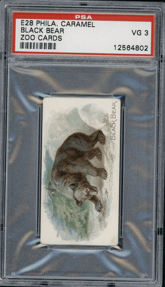 1909 E28 Philadelphia Caramel Black Bear Zoo Cards PSA 3 front of card