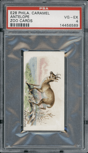 1909 E28 Philadelphia Caramel Antelope Zoo Cards PSA 4 front of card