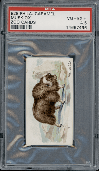 1909 E28 Philadelphia Caramel Musk Ox Zoo Cards PSA 4.5 front of card