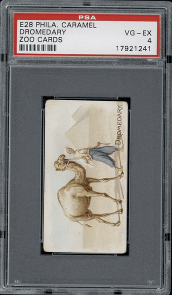 1909 E28 Philadelphia Caramel Dromedary Zoo Cards PSA 4 front of card