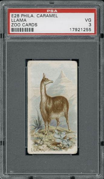 1909 E28 Philadelphia Caramel Llama Zoo Cards PSA 3 front of card