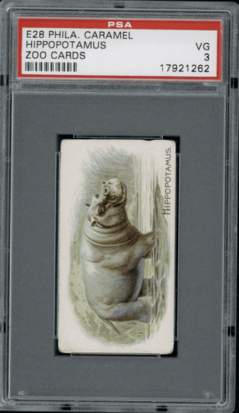 1909 E28 Phila. Caramel Hippopotamus Zoo Cards PSA 3 Centered front of card