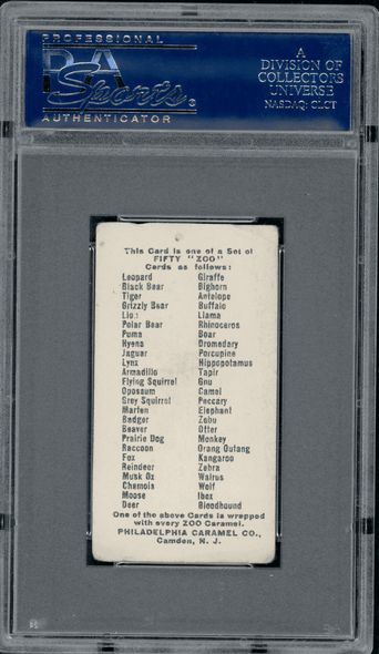 1909 E28 Phila. Caramel Hippopotamus Zoo Cards PSA 3 Centered back of card
