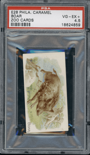 1909 E28 Philadelphia Caramel Boar Zoo Cards PSA 4.5 front of card
